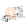 Zetor UR1 Vorderachse Drehbolzen 55113401 Ersatzteile » Agrapoint 